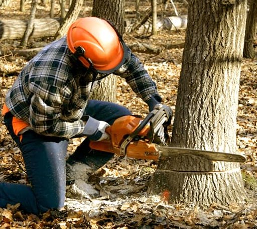 Tree Removal in Ingalls, KS